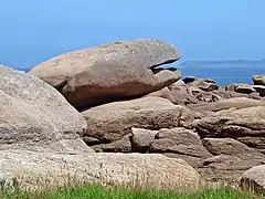 Tête de baleine ou pince du crabe.