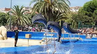 Spectacle de dauphins, en 2015.