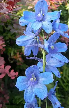 Description de l'image Delphinium-elatum-021.jpg.