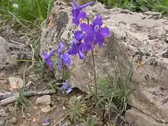 Description de l'image Delphinium bicolor (3625586495).jpg.