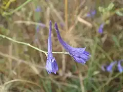 Description de l'image Delphinium gracile.JPG.