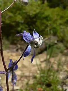 Description de l'image Delphinium nuttallianum 15507.JPG.