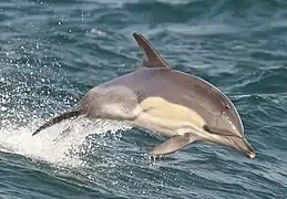 Un Dauphin à bec court sautant hors de l'eau photographié de profil. La tache jaune pâle sur son flanc et son ventre clair sont bien visibles.
