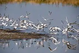 Oiseaux prenant leur envol dans le delta de l'Axios