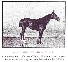 Photo en noir et blanc du profil droit d'un cheval présenté au modèle ; sa robe est sombre et sa queue est coupée ; la tête est massive et son encolure longue par rapport au reste du corps.