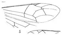 Demophorus fumipennis aile 1937 N. Théobald Holotype, éch Am14 p. 305 pl. XXIV Hyménoptères du Stampien d'Aix-en-Provence.