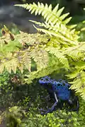 Drendobates tinctorius "azureus" (Dendrobate à tapirer "bleu") au ZooParc de Beauval à Saint-Aignan-sur-Cher, France.