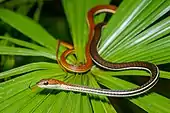 Sur une feuille rayonnante un serpent très long et très fin marron au ventre blanc.