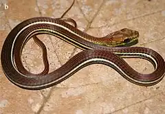 Description de l'image Dendrelaphis caudolineatus.jpg.