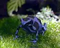 Dendrobates auratus de forme bleue