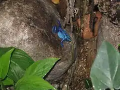 Dendrobates azureus.