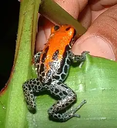 Description de l'image Dendrobatid Frog, Peru, 02-02.jpg.