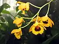 Dendrobium fimbriatum