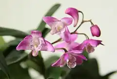 Description de l'image Dendrobium kingianum file picture.jpg.