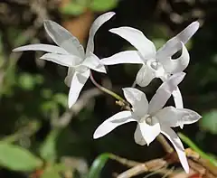 Description de l'image Dendrobium moniliforme (flower s7).jpg.