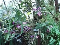 Description de l'image Dendrobium nobile (BG Zurich)-04.JPG.