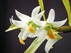 Description de l'image Dendrobium scabrilingue (25442160597).jpg.