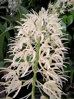 Description de l'image Dendrobium speciosum 1.jpg.