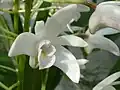 Dendrobium x delicatum, Jardin botanique de l'université de Cambridge, Angleterre