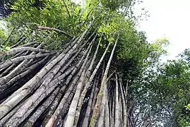 Bambou géant (Dendrocalamus giganteus, Bambusoideae).