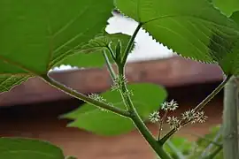 Inflorescence.