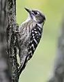 Photo couleur montrant, en gros plan, sur un fond vert clair, un oiseau (tête et ventre bruns, dos noir et blanc) agrippé à un tronc d'arbre (bord gauche de la photo).