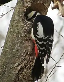 Un pic noir et blanc et au croupion rouge en train de creuser un gros trou dans une branche.