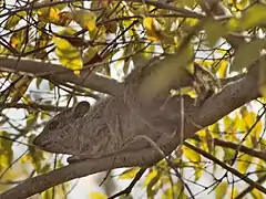 Daman arboricole (Dendrohyrax arboreus)