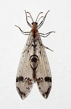 Dendroleon pantherinus (Neuroptera)
