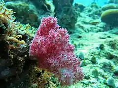 Une colonie de corail Dendronephthya sp.