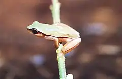 Description de l'image Dendropsophus jimi.jpg.