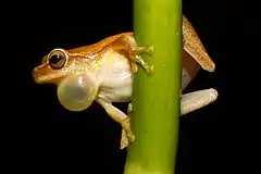 Mâle Dendropsophus microcephalus chantant