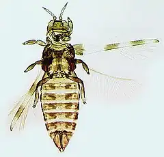 Description de l'image Dendrothrips ornatus.jpg.