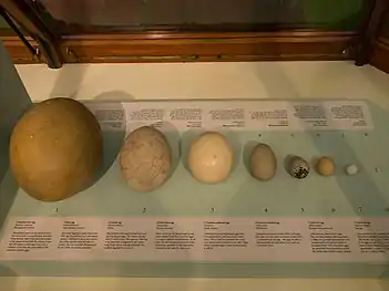 Comparaison entre un œuf d'Aepyornis maximus, de Dinornis sp., d'Autruche d'Afrique, de Cygne tuberculé, de Guillemot de Troïl, de Poule domestique, de Chevêche d'Athéna et de Roitelet huppé au musée d'histoire naturelle de Londres.