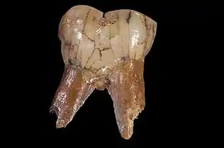 TMPAL 99  Molaire de Paranthropus robustus.