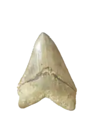 Dent d' Otodus megalodon, Thouarcé (49), Collection Muséum d'Angers