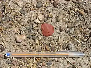 Denticulé in situ près de Puerto Deseado, en Argentine.