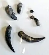 Dents de crocodiliens trouvés à Dommartin.
