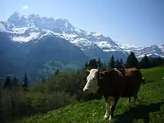 Vue des dents du Midi.