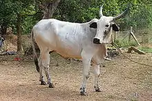 Photo couleur montrant une vache blanche à oreille et mufle noir et joues mouchetées noir.