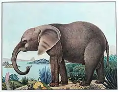 L'éléphant d'Afrique