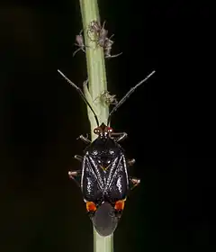 Forme noire avec des nymphes au stade I.