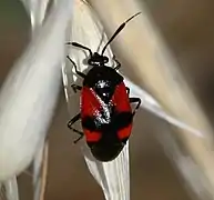 Deraeocoris rutilus