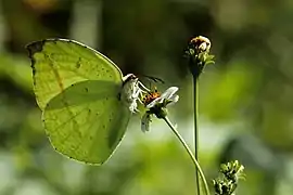 Dercas lycorias