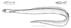 Description de l'image Derichthys_serpentinus.jpg.