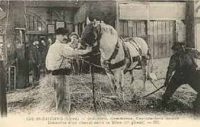 Préparation d'un cheval de trait pour sa descente dans une mine à Saint-Étienne, première phase