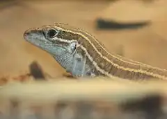 Description de l'image DesertGrasslandWhiptailLizard AspidoscelisUniparens56.jpg.