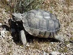 Gopherus agassizii dans le désert de Californie