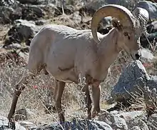 Mouflon bighorn