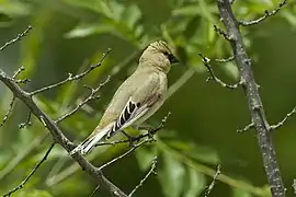 Roselin de Lichtenstein (Rhodospiza obsoleta)